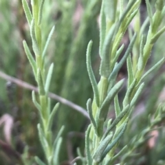 Rhodanthe anthemoides at Jerrabomberra, NSW - 30 Sep 2019 06:37 AM