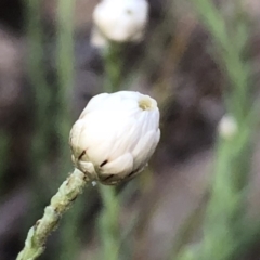 Rhodanthe anthemoides at Jerrabomberra, NSW - 30 Sep 2019 06:37 AM