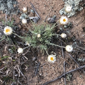 Leucochrysum albicans subsp. tricolor at Jerrabomberra, NSW - 30 Sep 2019