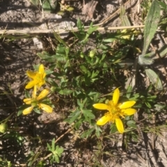 Ranunculus papulentus (Large River Buttercup) at McKellar, ACT - 29 Sep 2019 by JaneR