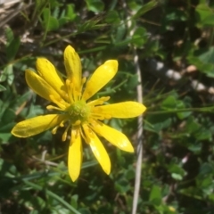 Ranunculus papulentus at McKellar, ACT - 29 Sep 2019