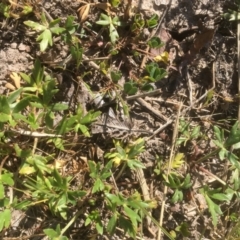 Ranunculus papulentus at McKellar, ACT - 29 Sep 2019