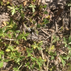 Ranunculus papulentus at McKellar, ACT - 29 Sep 2019