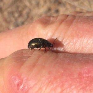 Chrysolina quadrigemina at Stromlo, ACT - 29 Sep 2019