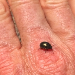 Chrysolina quadrigemina at Stromlo, ACT - 29 Sep 2019