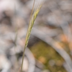 Vulpia bromoides (Squirrel-tail Fescue, Hair Grass) at QPRC LGA - 2 Nov 2018 by natureguy