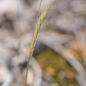 Vulpia bromoides at Wamboin, NSW - 2 Nov 2018