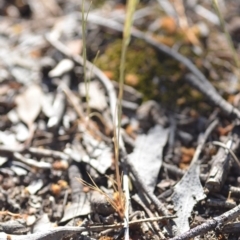 Vulpia bromoides at Wamboin, NSW - 2 Nov 2018