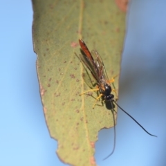 Heteropelma scaposum (Two-toned caterpillar parasite wasp) at QPRC LGA - 2 Nov 2018 by natureguy