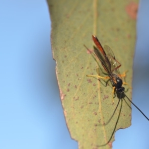 Heteropelma scaposum at Wamboin, NSW - 2 Nov 2018