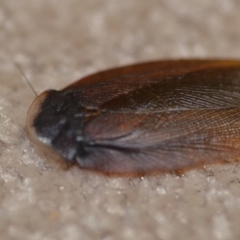 Laxta granicollis (Common bark or trilobite cockroach) at Wamboin, NSW - 10 Nov 2018 by natureguy