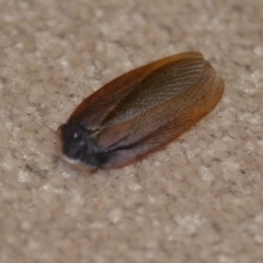 Laxta granicollis at Wamboin, NSW - 10 Nov 2018 01:03 AM