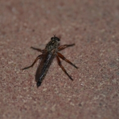 Asiola fasciata (A robber fly) at QPRC LGA - 9 Nov 2018 by natureguy