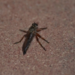 Asiola fasciata (A robber fly) at Wamboin, NSW - 10 Nov 2018 by natureguy