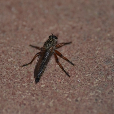 Asiola fasciata (A robber fly) at QPRC LGA - 9 Nov 2018 by natureguy