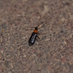 Heteromastix sp. (genus) (Soldier beetle) at QPRC LGA - 9 Nov 2018 by natureguy