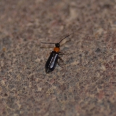 Heteromastix sp. (genus) (Soldier beetle) at Wamboin, NSW - 10 Nov 2018 by natureguy