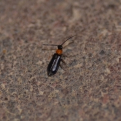 Heteromastix sp. (genus) (Soldier beetle) at Wamboin, NSW - 10 Nov 2018 by natureguy