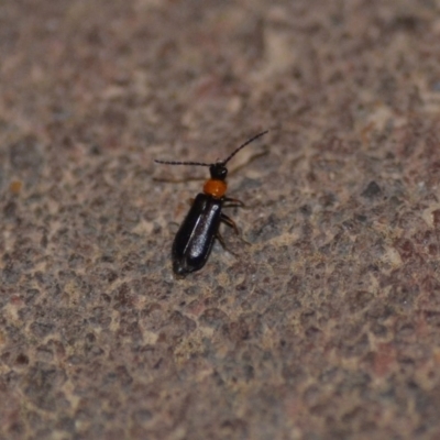 Heteromastix sp. (genus) (Soldier beetle) at QPRC LGA - 9 Nov 2018 by natureguy