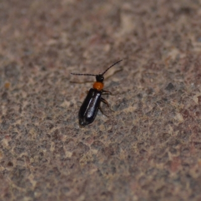 Heteromastix sp. (genus) (Soldier beetle) at Wamboin, NSW - 10 Nov 2018 by natureguy