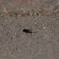 Heteromastix sp. (genus) at Wamboin, NSW - 10 Nov 2018