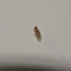 Drosophilidae (family) (Vinegar fly) at QPRC LGA - 9 Nov 2018 by natureguy