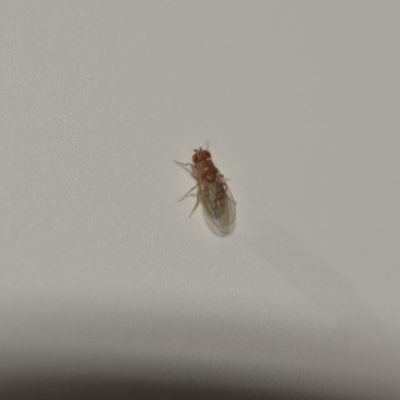 Drosophilidae (family) (Vinegar fly) at Wamboin, NSW - 9 Nov 2018 by natureguy