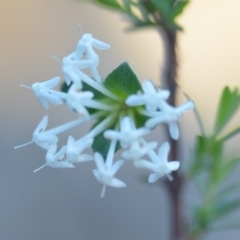 Pimelea linifolia (Slender Rice Flower) at Wamboin, NSW - 10 Nov 2018 by natureguy