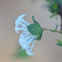 Pimelea linifolia at Wamboin, NSW - 11 Nov 2018 10:21 AM