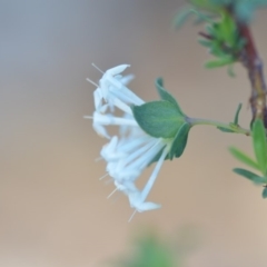 Pimelea linifolia at Wamboin, NSW - 11 Nov 2018 10:21 AM