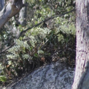 Dendrobium speciosum at Bodalla, NSW - suppressed