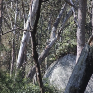 Dendrobium speciosum at Bodalla, NSW - suppressed
