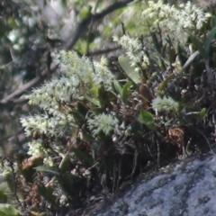 Dendrobium speciosum at Bodalla, NSW - suppressed