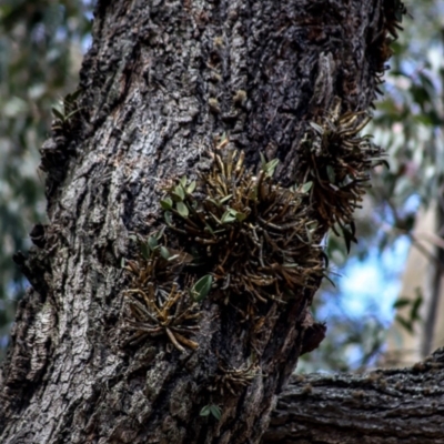 Dendrobium aemulum (Ironbark Orchid) at Kianga, NSW - 29 Sep 2019 by LocalFlowers