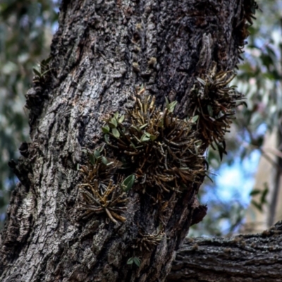 Dendrobium aemulum (Ironbark Orchid) at Bodalla State Forest - 29 Sep 2019 by LocalFlowers