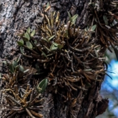 Dendrobium aemulum at Kianga, NSW - 29 Sep 2019