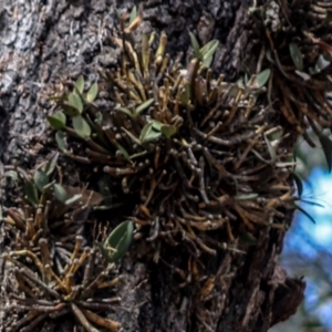 Dendrobium aemulum at Kianga, NSW - 29 Sep 2019