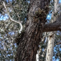 Dendrobium aemulum at Kianga, NSW - 29 Sep 2019