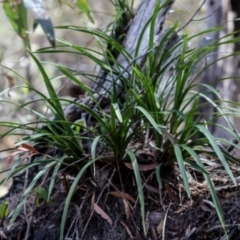 Cymbidium suave (Snake Orchid) at North Narooma, NSW - 29 Sep 2019 by LocalFlowers