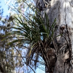 Cymbidium suave at North Narooma, NSW - suppressed