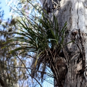 Cymbidium suave at North Narooma, NSW - 29 Sep 2019