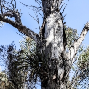Cymbidium suave at North Narooma, NSW - 29 Sep 2019