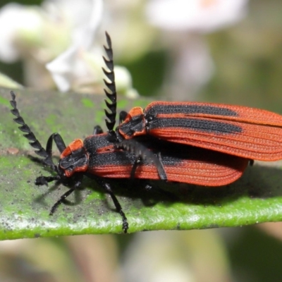 Trichalus sp. (genus) (Net-winged beetle) at Acton, ACT - 26 Sep 2019 by TimL