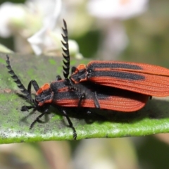 Trichalus sp. (genus) (Net-winged beetle) at Acton, ACT - 26 Sep 2019 by TimL