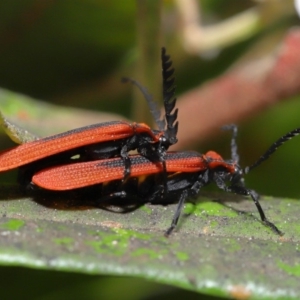 Trichalus sp. (genus) at Acton, ACT - 26 Sep 2019