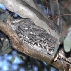 Podargus strigoides (Tawny Frogmouth) at Mount Ainslie - 28 Sep 2019 by jb2602