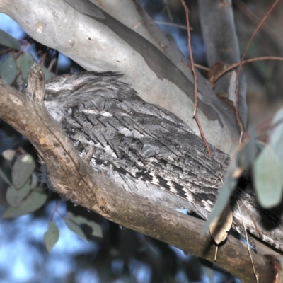 Podargus strigoides (Tawny Frogmouth) at Ainslie, ACT - 28 Sep 2019 by jbromilow50