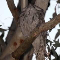 Podargus strigoides at Ainslie, ACT - 28 Sep 2019 05:39 PM