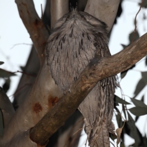 Podargus strigoides at Ainslie, ACT - 28 Sep 2019