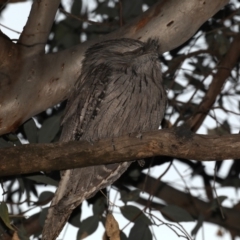 Podargus strigoides at Ainslie, ACT - 28 Sep 2019 05:39 PM